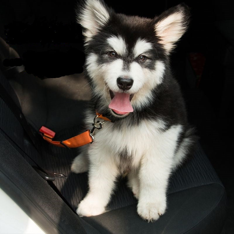 Seatbelt Secured Car Leash